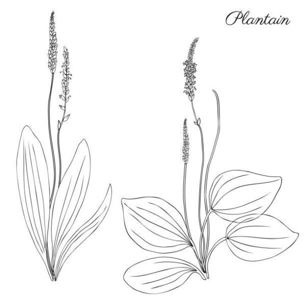 Подорожник ланцетолистный