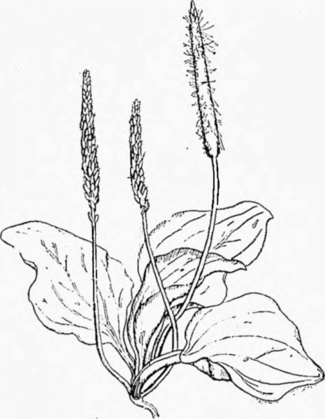 Подорожник раскраска