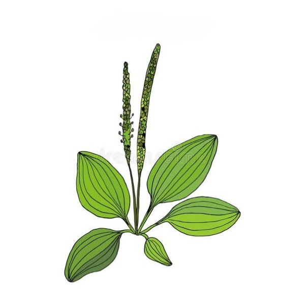 Подорожник вектор