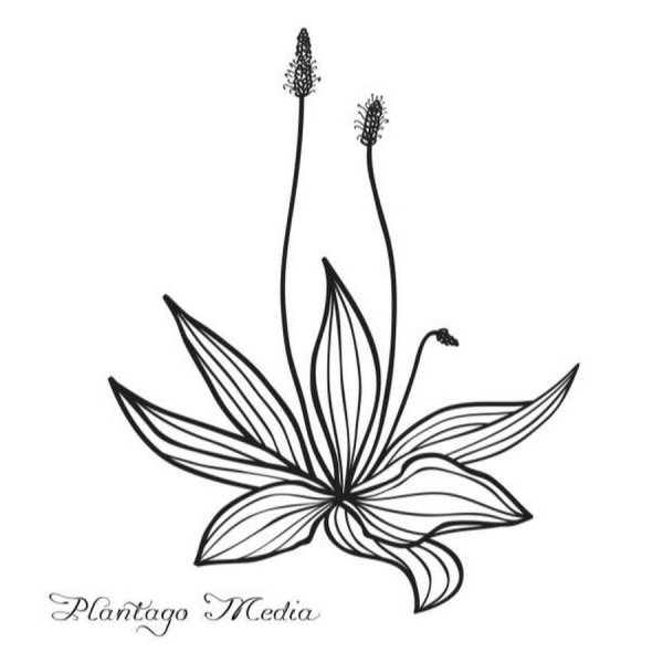 Подорожник раскраска