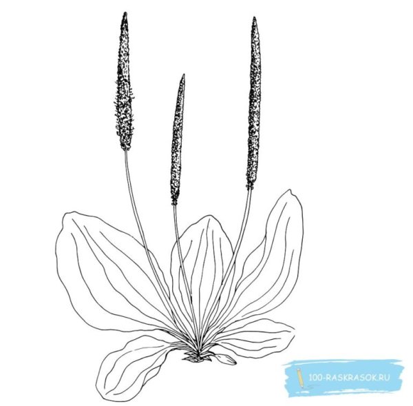 Подорожник раскраска