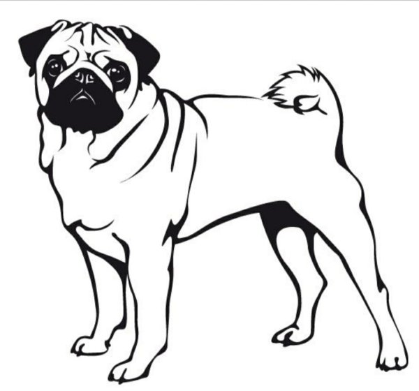 Раскраска собачка Мопс
