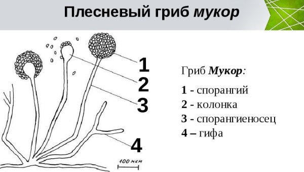 Мицелий гриба мукор