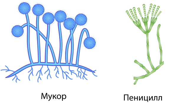 Спорангии пеницилла