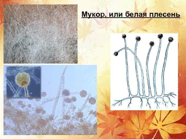 Строение мицелия мукора