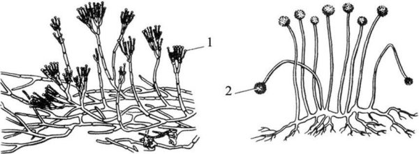 Грибная клетка плесень мукор