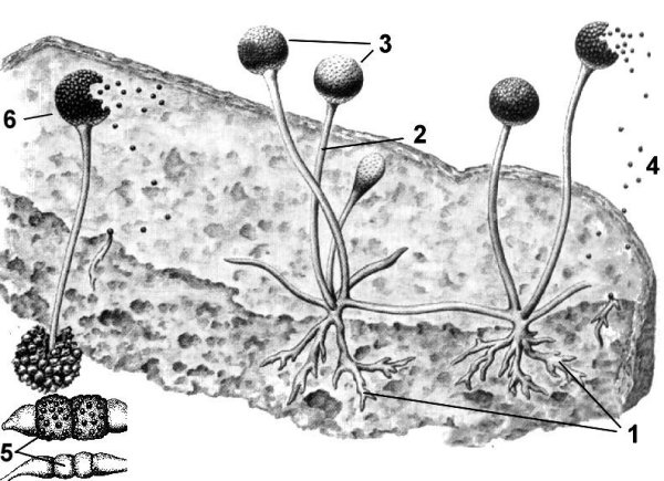Мукор микропрепарат