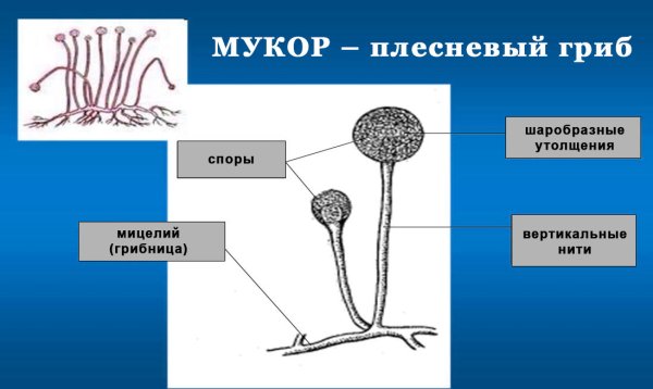 Клетка плесени мукора