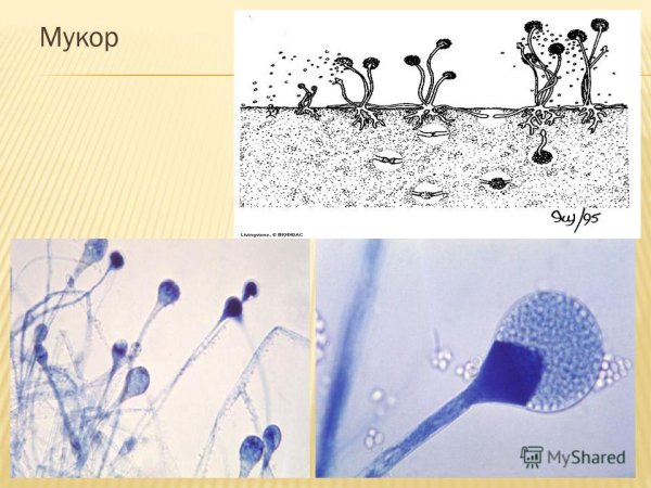 Строение мицелия гриба мукора