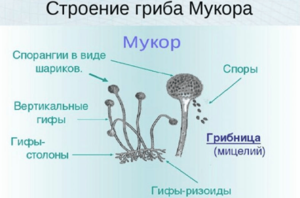 Строение плесневого гриба мукора