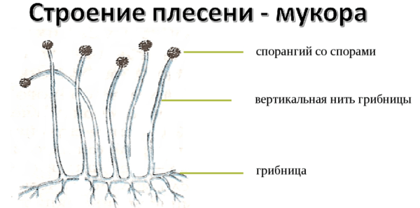 Мукор клетка