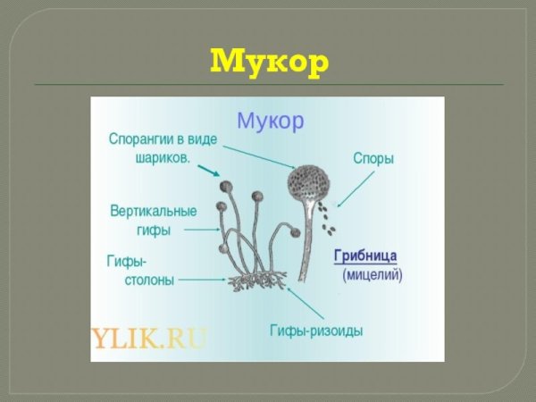 Гриб сапрофит мукор