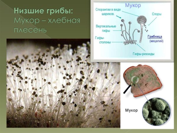 Строение гриба пеницилла дрожжей