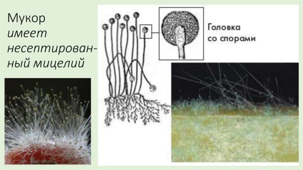 Строение плесневого гриба мукора