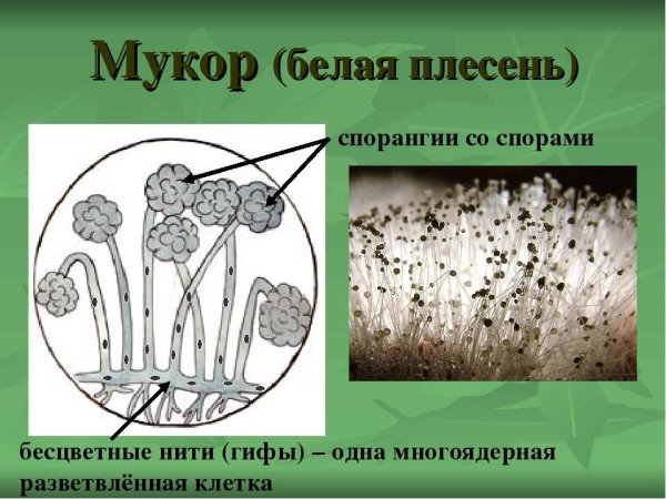 Строение плесневых грибов и дрожжей