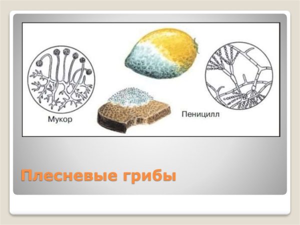 Плесневые грибы относятся