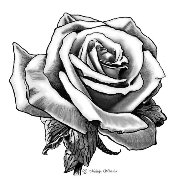 Роза чб рисунок