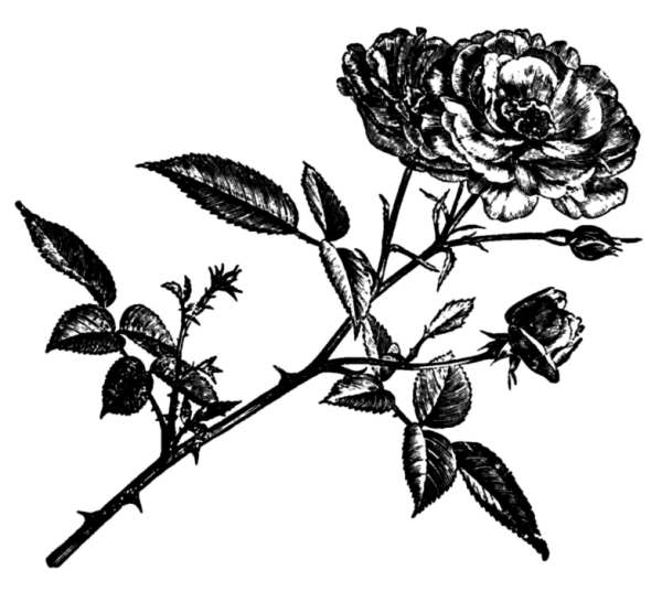 Роза гравюра