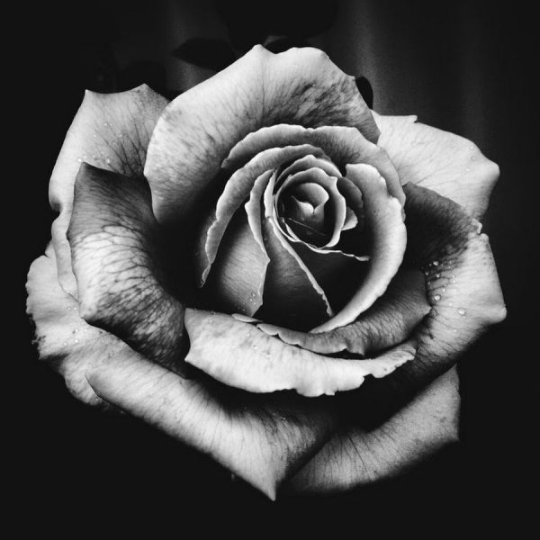 Роза тату черно белая