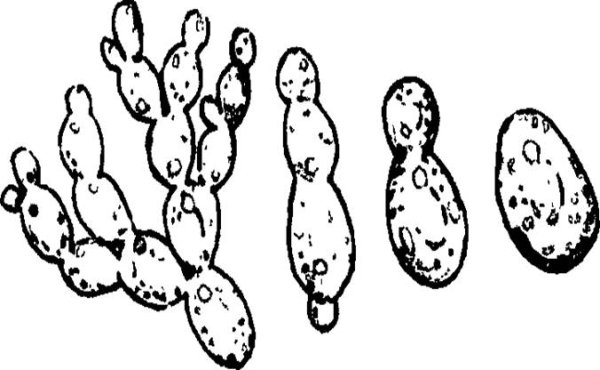 Строение грибницы дрожжи