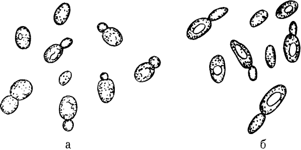 Дрожжи пекарские микробиология