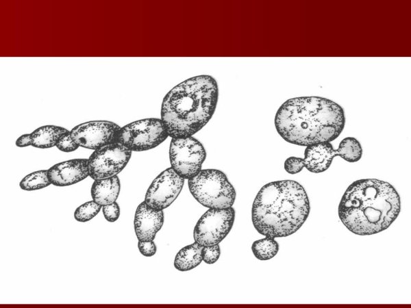 Почкование это в биологии дрожжи