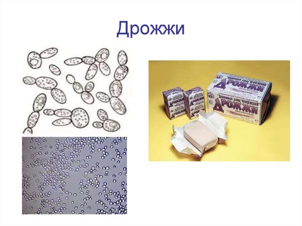 Дрожжевые грибы 5 класс биология