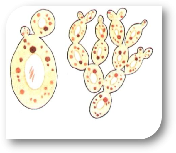 Клетка дрожжей