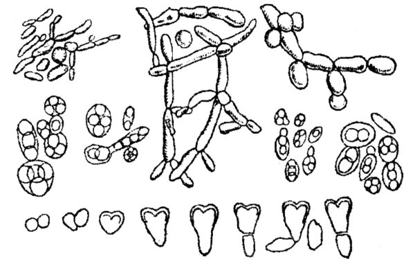 Saccharomyces cerevisiae аскоспоры