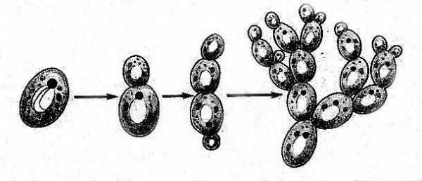 Почкование дрожжевых грибов