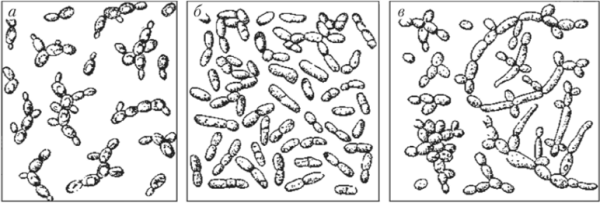 Строение дрожжей микробиология