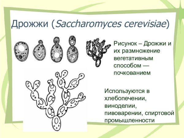 Saccharomyces cerevisiae размножение