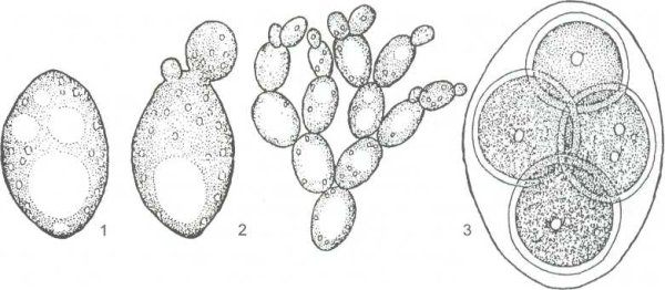 Почкующиеся клетки дрожжей