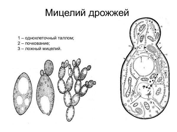 Дрожжи строение гриба мицелий