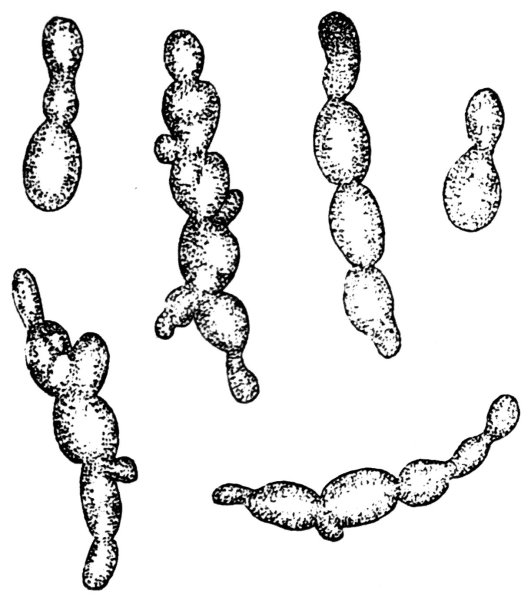 Дрожжи Saccharomyces cerevisiae