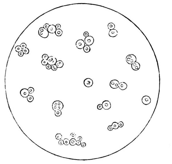 Saccharomyces cerevisiae морфология