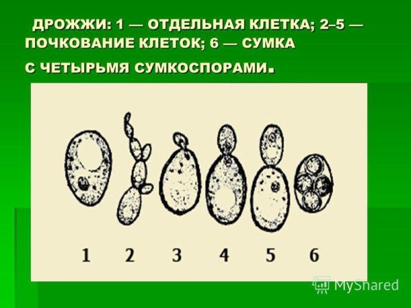 Почкующиеся дрожжевые клетки