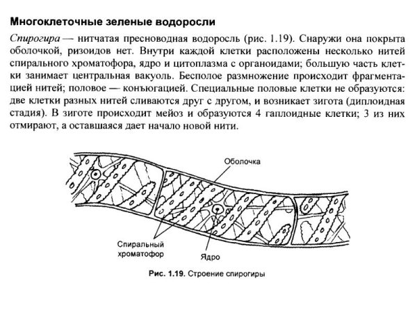 Строение клетки водоросли спирогира