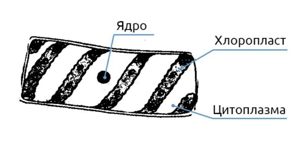 Строение спирогиры рисунок с подписями