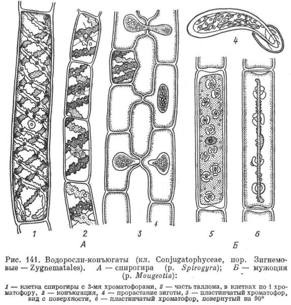 Конъюгация водоросли спирогиры