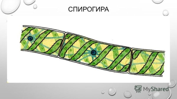 Многоклеточная водоросль спирогира