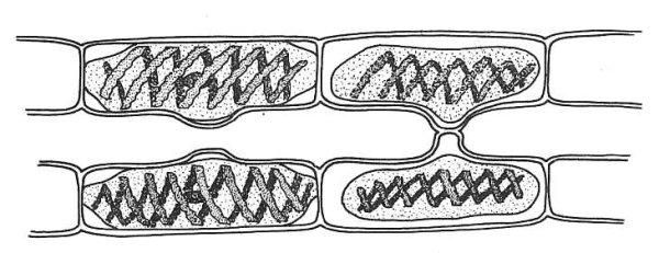 Конъюгация спирогиры