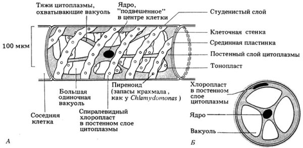 Строение спирогиры при большом увеличении микроскопа
