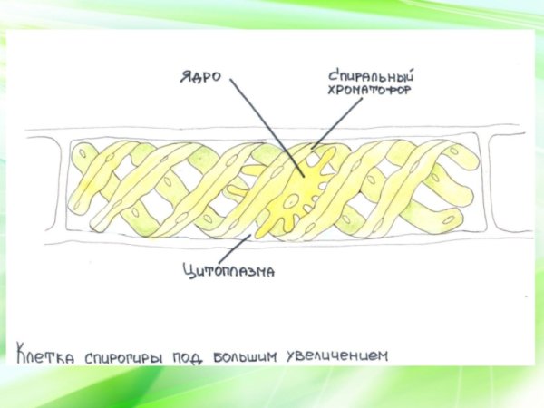 Спирогира строение