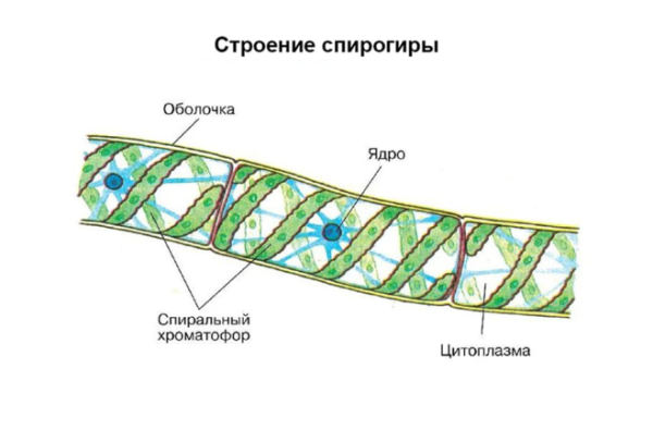 Жизненный цикл спирогиры