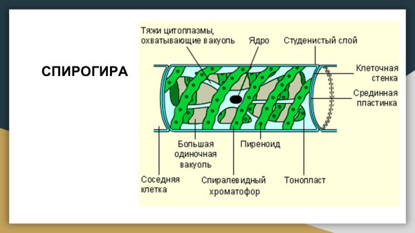 Строение клетки водоросли спирогира
