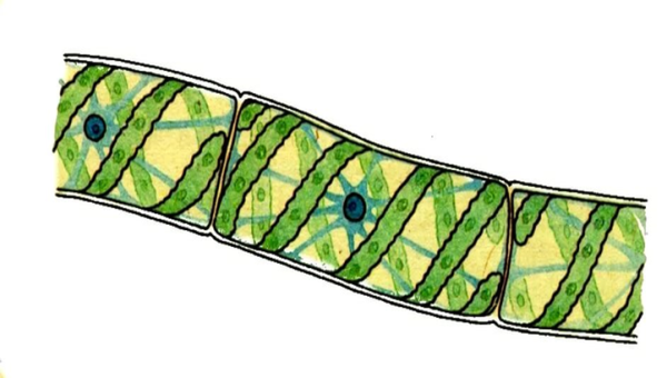 Многоклеточная водоросль спирогира