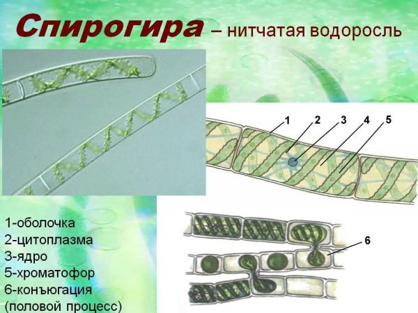 Харовая водоросль спирогира