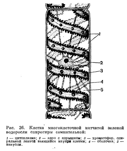 Улотрикс строение чб