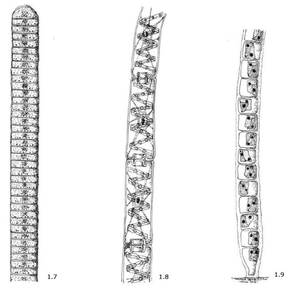 Водоросль спирогира среда обитания